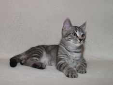 Balthasar Gentle King, 12 weeks