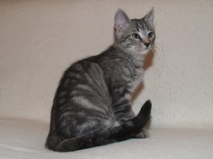 Balthasar Gentle King, 12 weeks