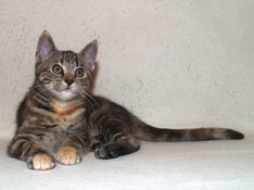 Bellissima Sweetheart, 12 weeks