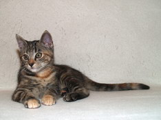 Bellissima Sweetheart, 12 weeks
