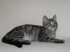 Balthasar Gentle King, 13 weeks
