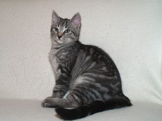 Balthasar Gentle King, 13 weeks
