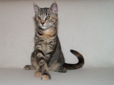 Bellissima Sweetheart, 13 weeks
