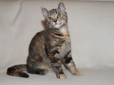 Bellissima Sweetheart, 13 weeks