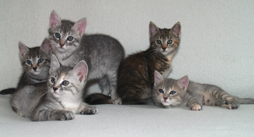 B litter, from left to right: Balthasar, Beatrice, Benjamin, Bellissima, and Basia, 8 weeks