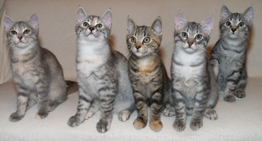 B litter, from left to right: Basia, Beatrice, Bellissima, Benajmin and Balthasar, 13 weeks