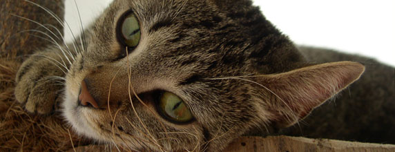 european shorthair cat
