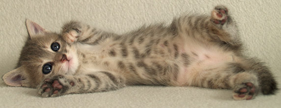 european shorthair kittens